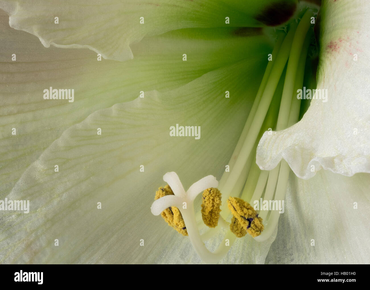 WA12931-00... WASHINGTON - Nahaufnahme Blick auf eine Orchidee blüht. Stockfoto