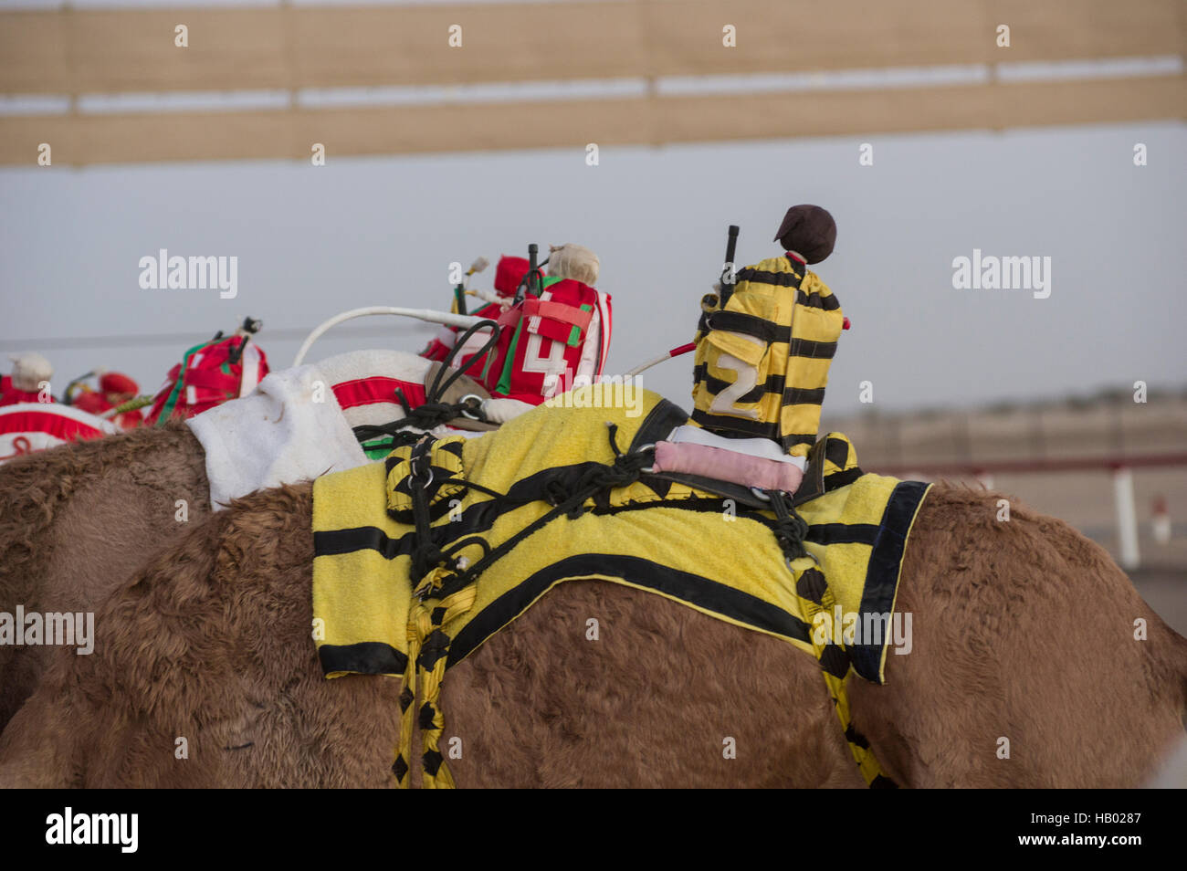 Roboter-jockeys rittlings auf Sättel auf Kamelen an den Start-Tor in einem Kamelrennen in das Sultanat Oman Stockfoto
