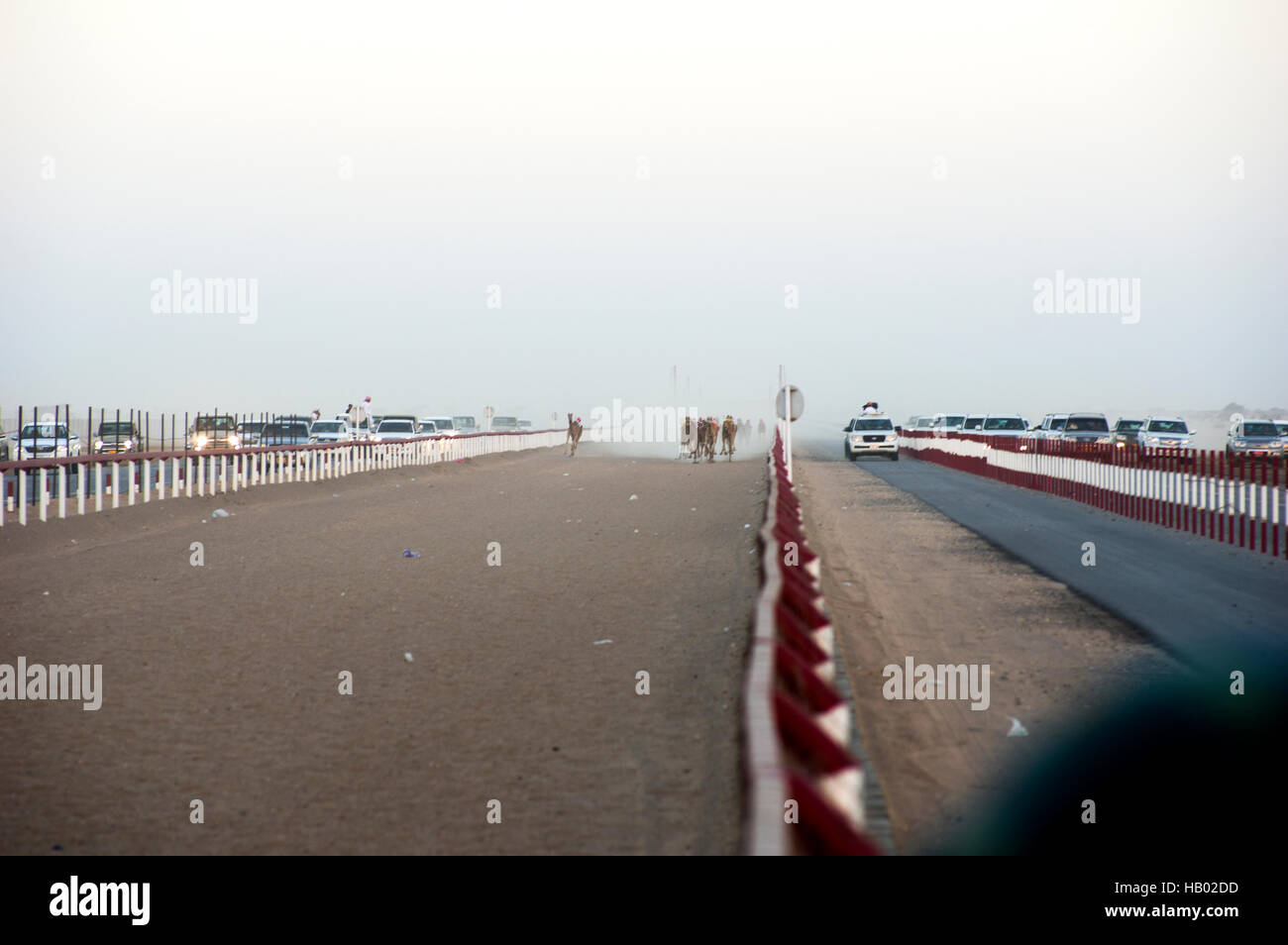 Kamele in der Ferne mit Roboter-Jockeys donnern auf der Rennstrecke, flankiert von SUVs. Eine typische Kamelrennen in Oman Stockfoto