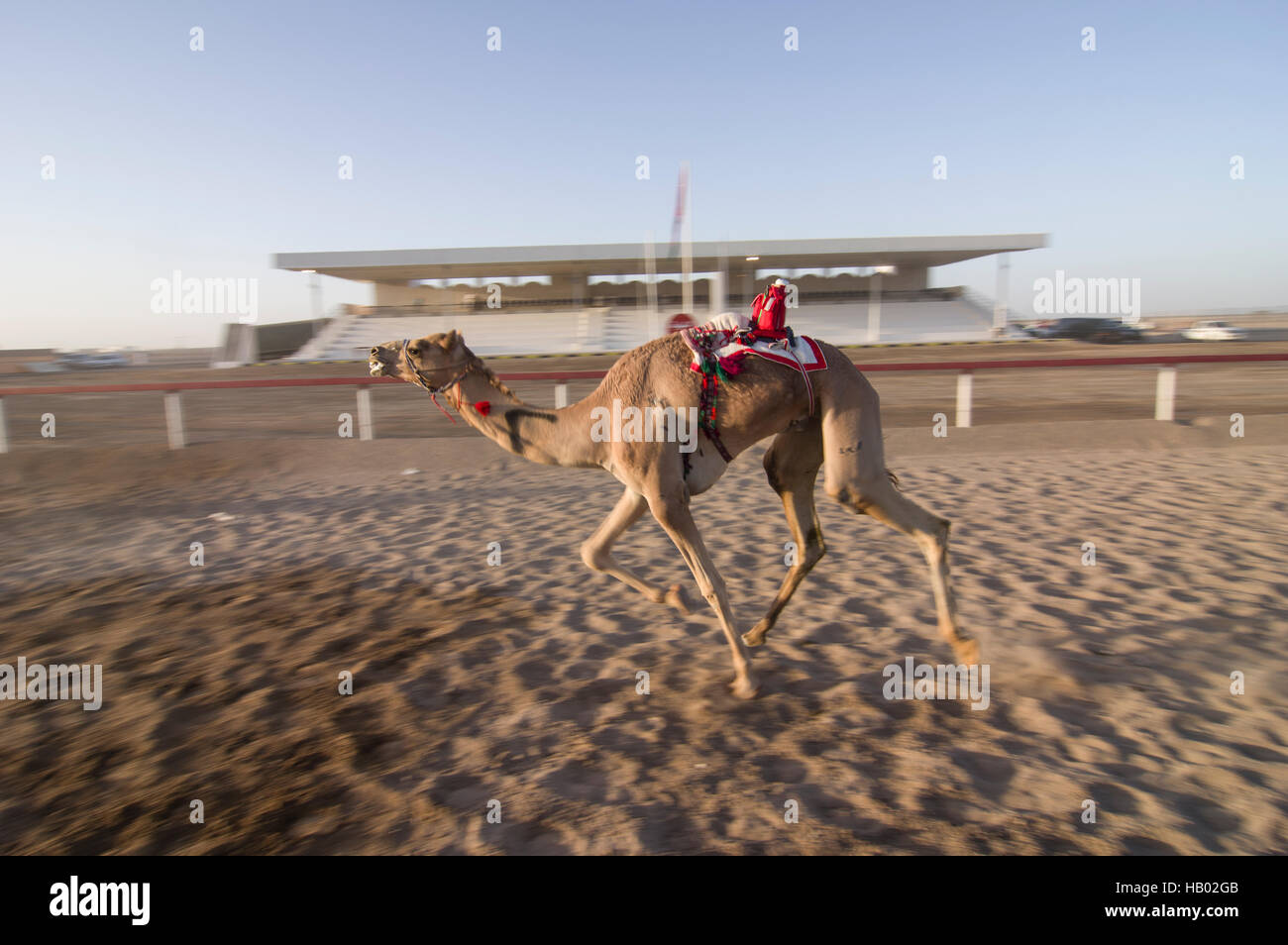 Ein Kamel trägt einen bunten Roboter auf dem Rücken und ist an einem Kamelrennen in der omanischen Wüste Dorf Abiadh konkurrieren. Stockfoto