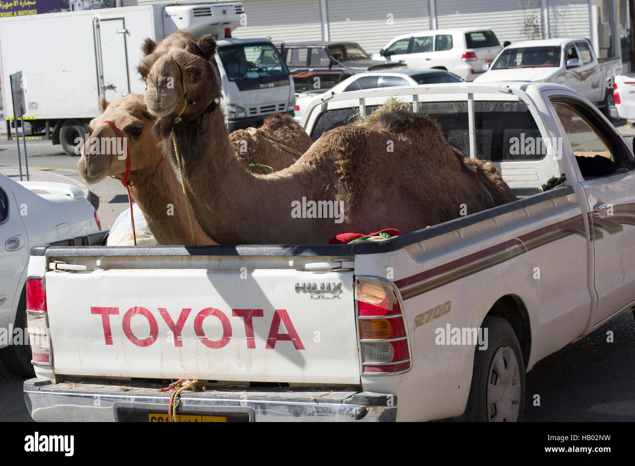 Eine männliche und weibliche Kamel in einen Toyota-Flachbettscanner mit Zaumzeug auf einem Parkplatz in der Nähe der Kamelrennen im Dorf Sinaw in Oman Stockfoto