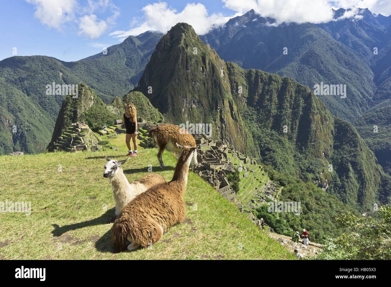 Peru, Lama, Machupicchu Stockfoto