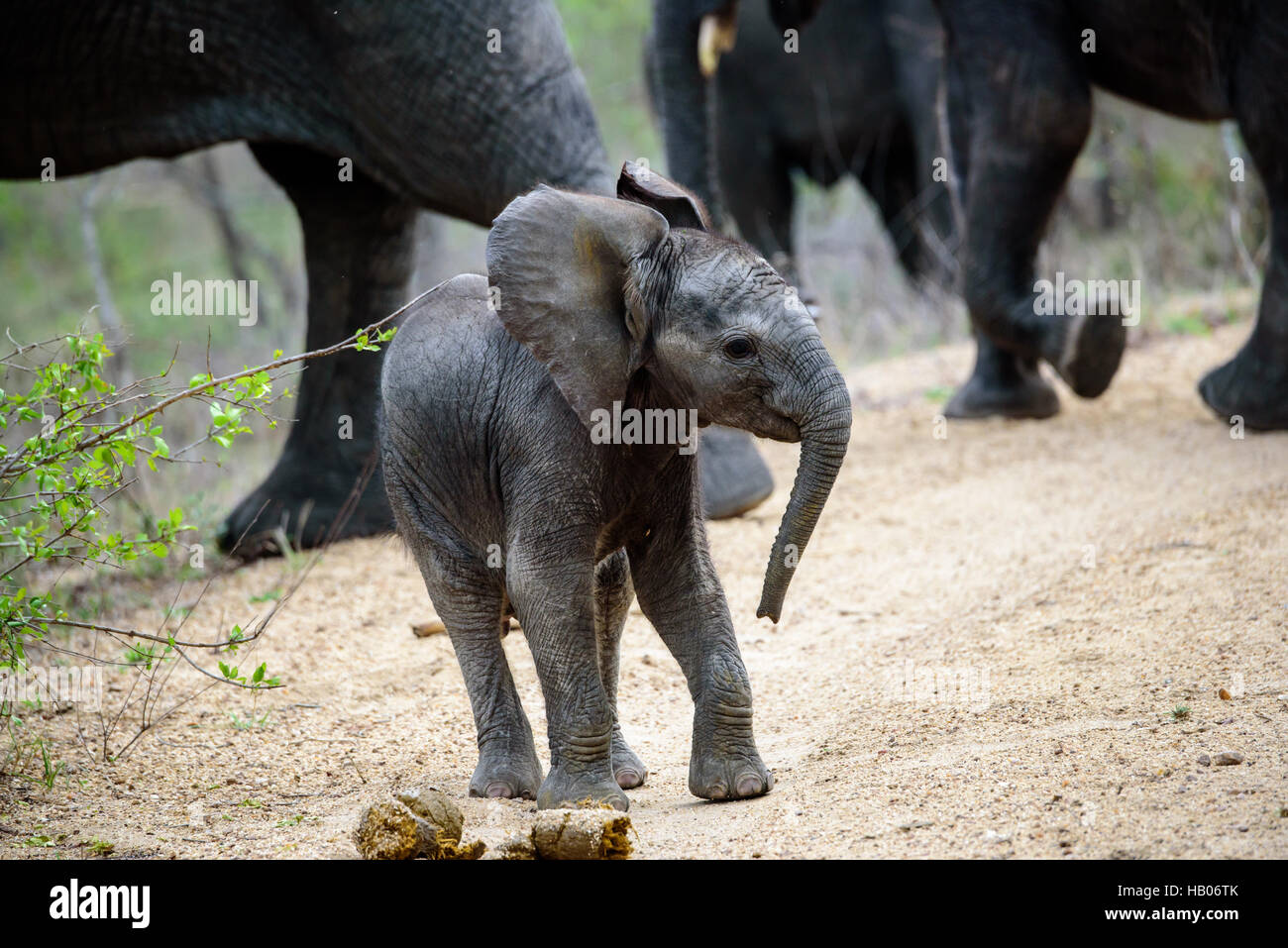 Baby-Elefant mit Haltung Stockfoto