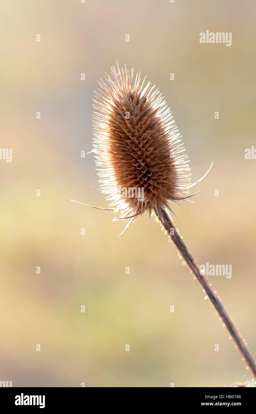 wilde Karde Stockfoto