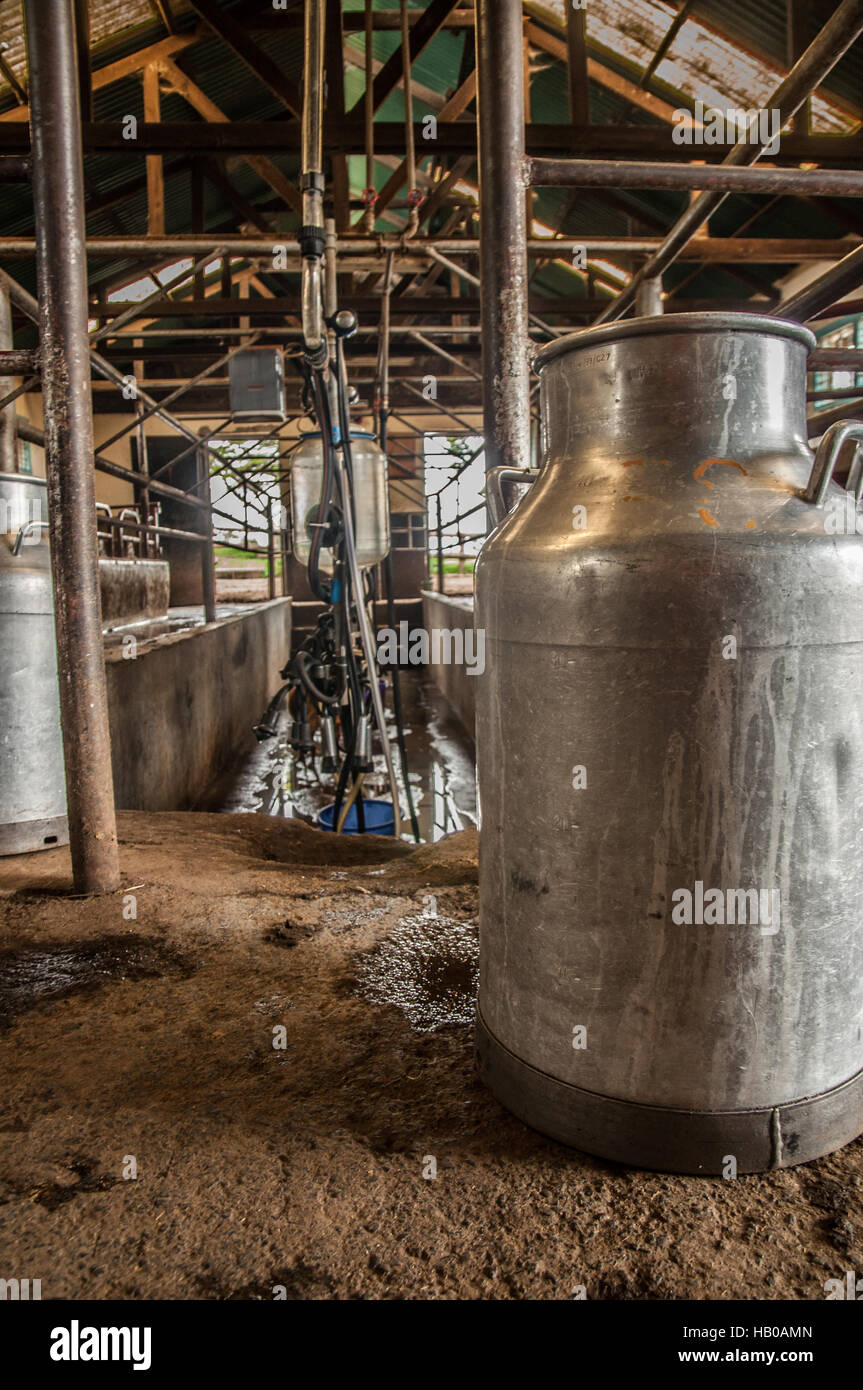 Milchwanne im Stall Melken Stockfoto