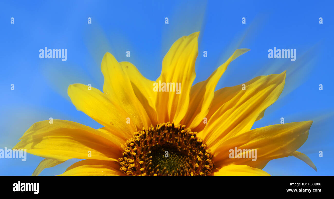 Sonnenblume Stockfoto