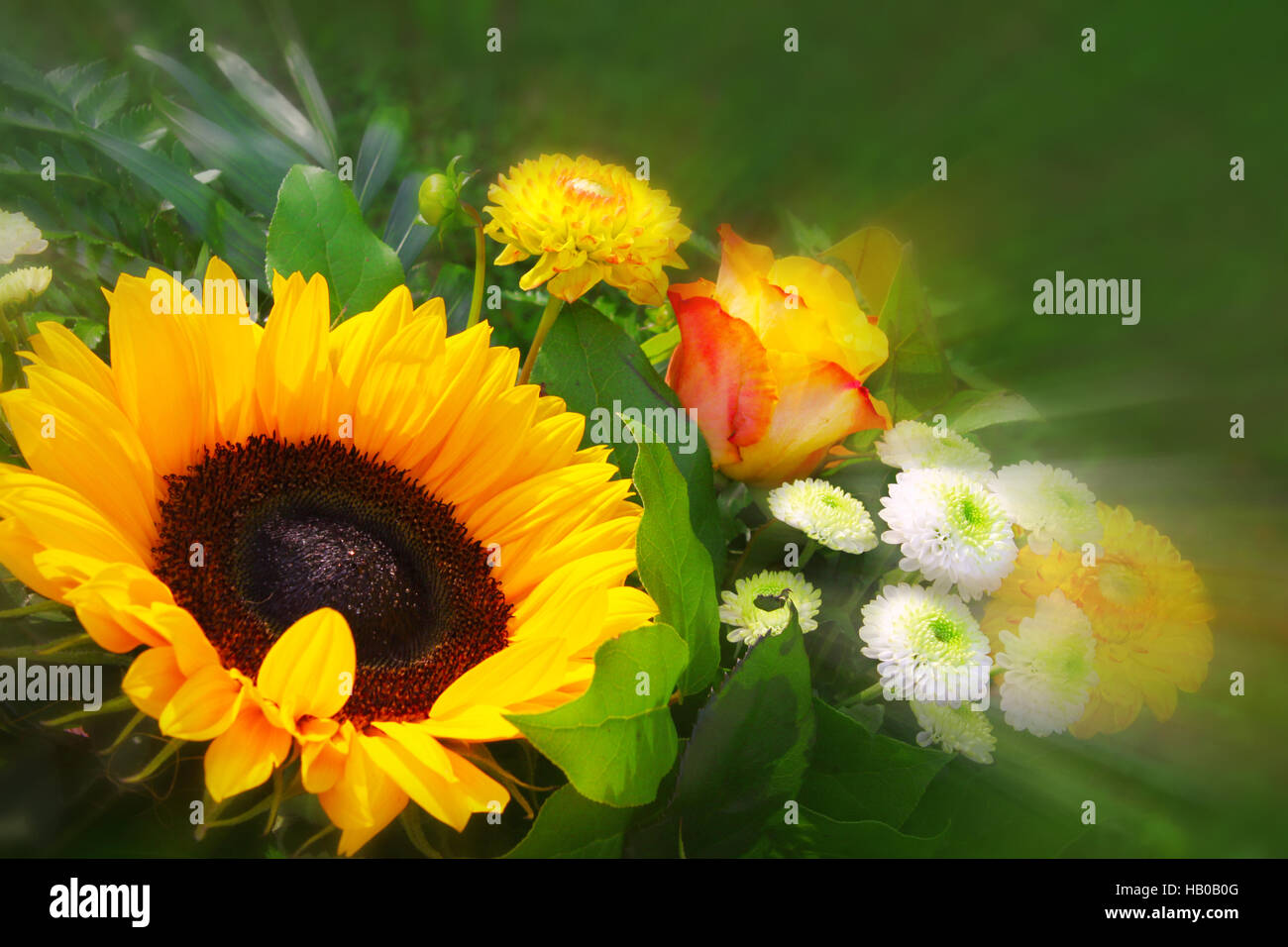 Sonnenblumen Strauß. Stockfoto
