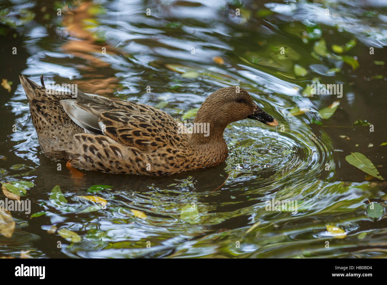 Enten in einem Teich im Herbst braun Stockfoto