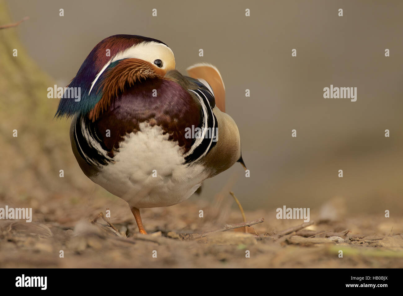 Mandarin Ente Stockfoto