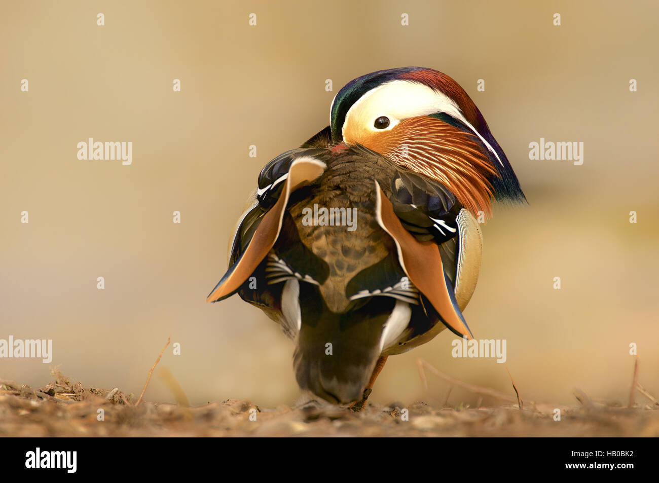 Mandarin Ente Stockfoto