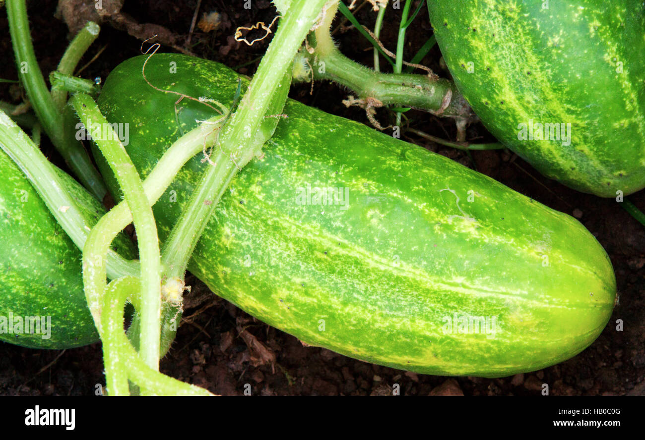 Gurken-Pflanze. Stockfoto