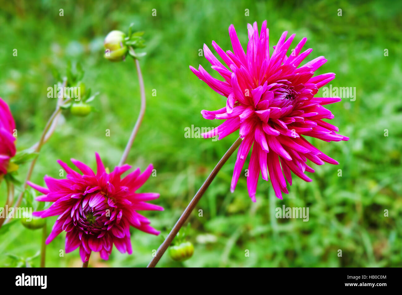 Rosa Dahlien. Stockfoto