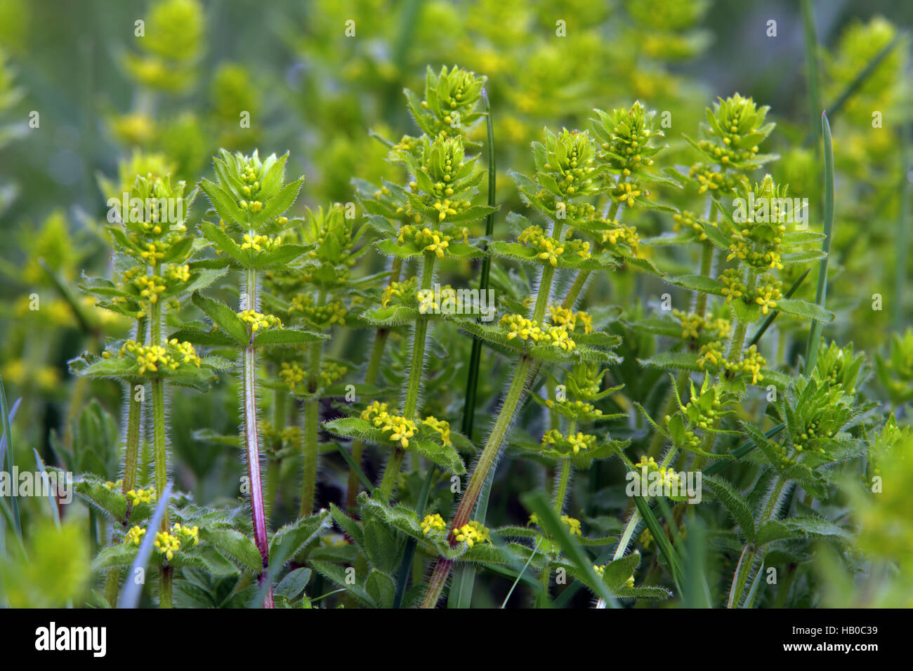 Crosswort, glatte Labkraut, Cruciata laevipes Stockfoto