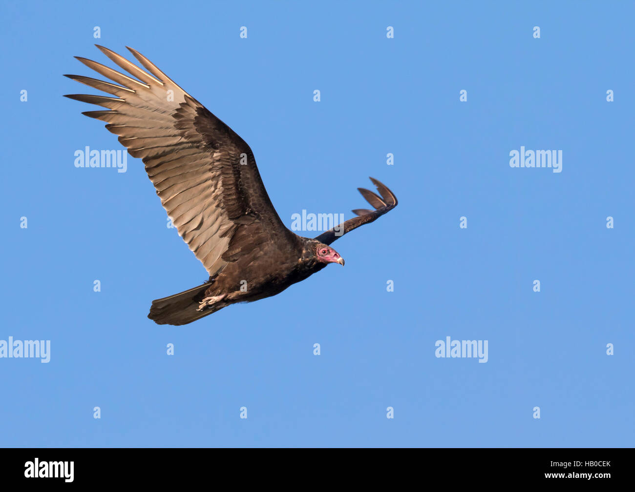 Türkei-Geier (Cathartes Aura) fliegen, Aransas, Texas, USA. Stockfoto
