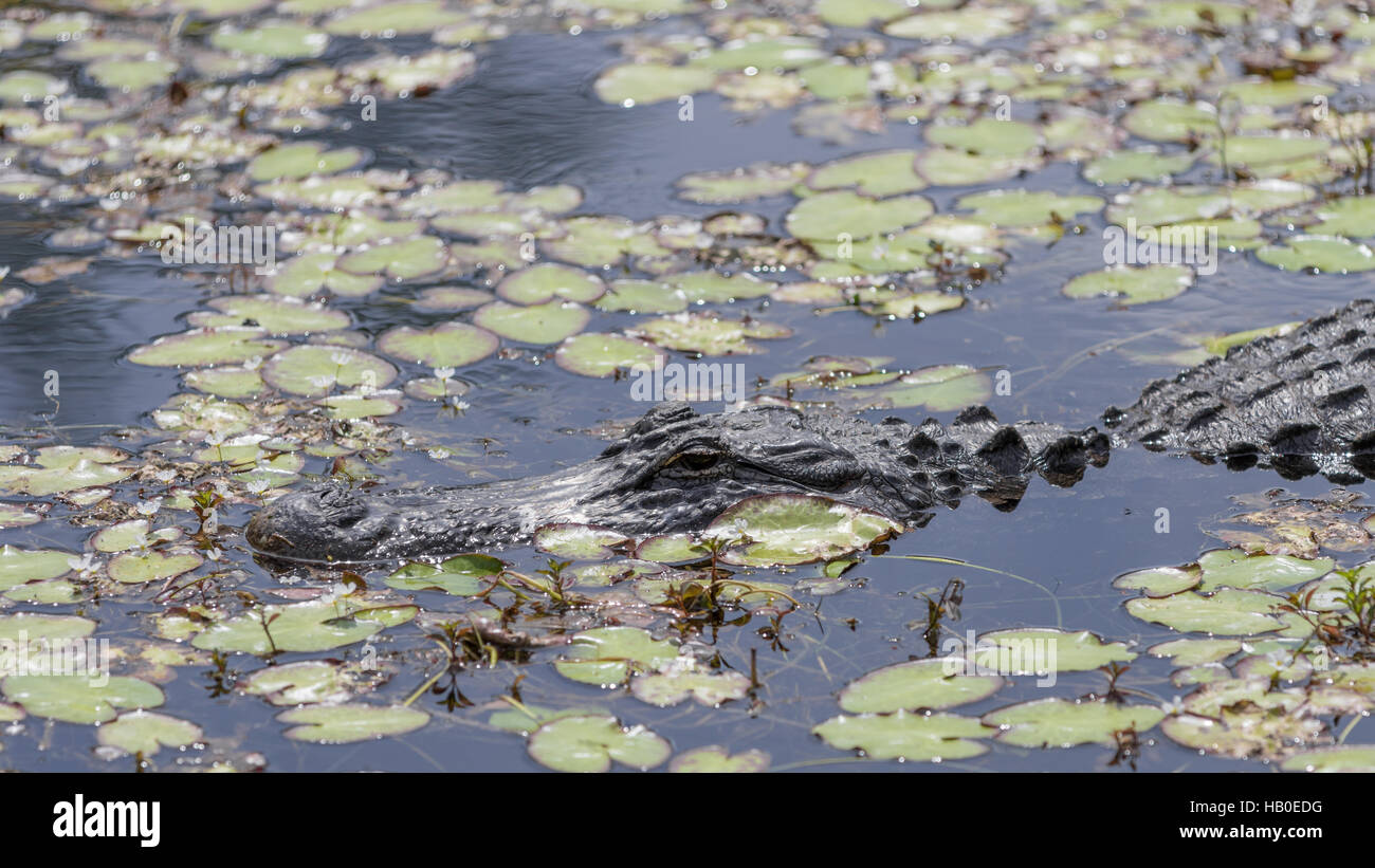 Alligator (Alligator Mississippiensis) in einen Sumpf, Big Cypress National Preserve, Florida Stockfoto