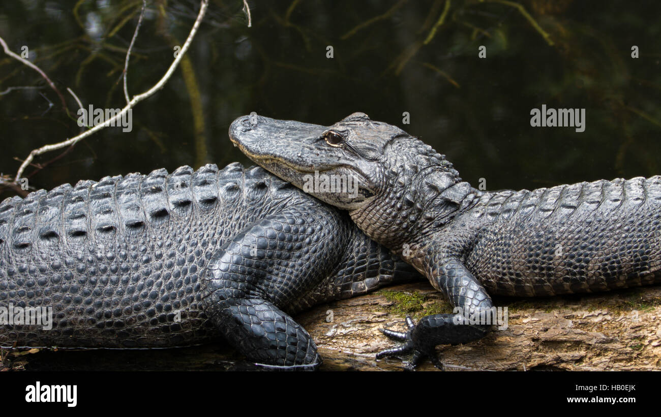 Alligatoren (Alligator Mississippiensis) ruhen, Big Cypress National Preserve, Florida Stockfoto