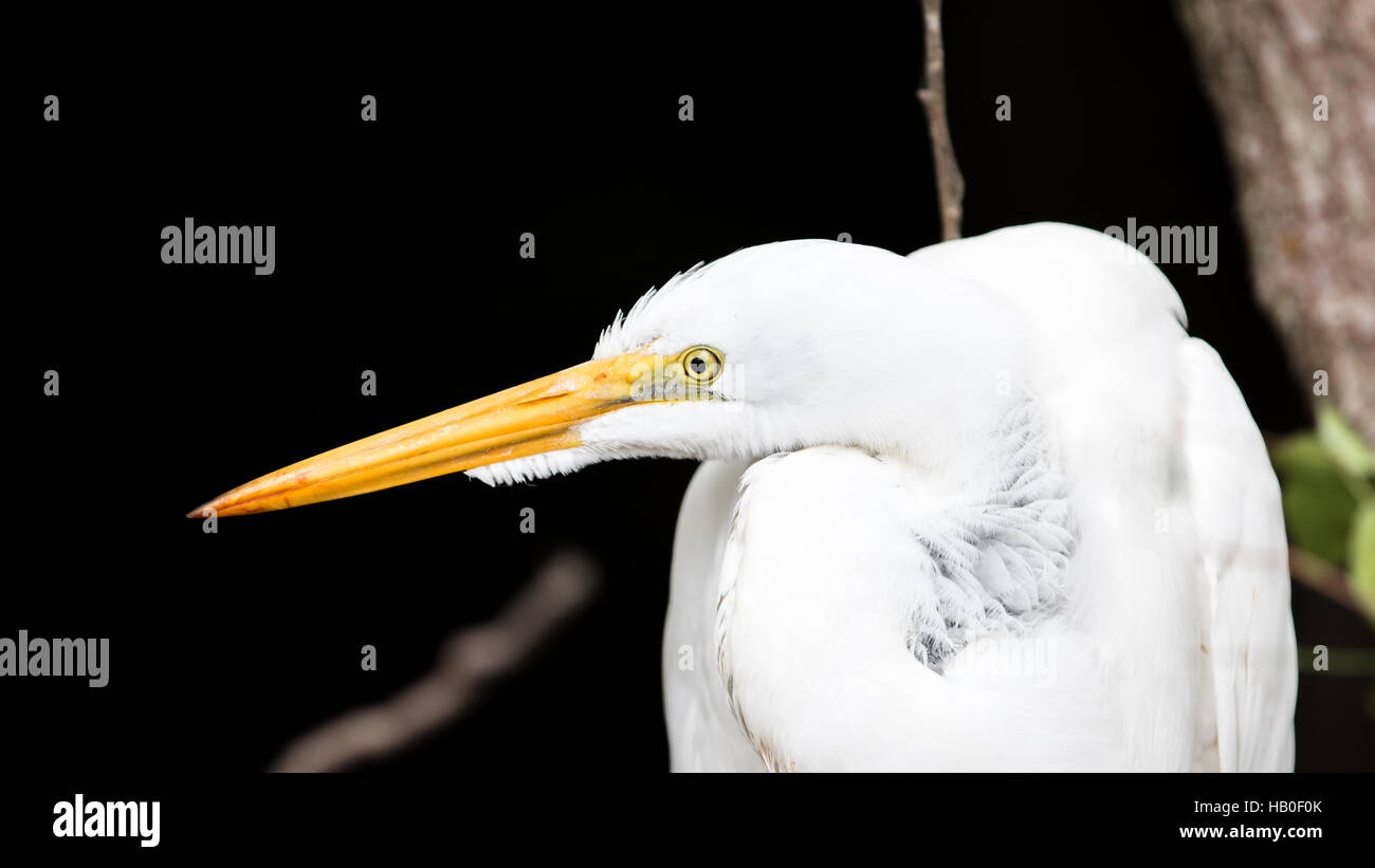 Silberreiher (Ardea Alba), Big Cypress National Preserve, Florida Stockfoto