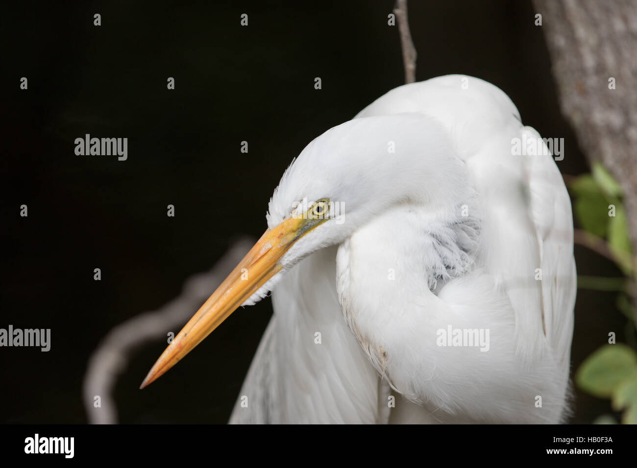 Silberreiher (Ardea Alba), Big Cypress National Preserve, Florida Stockfoto