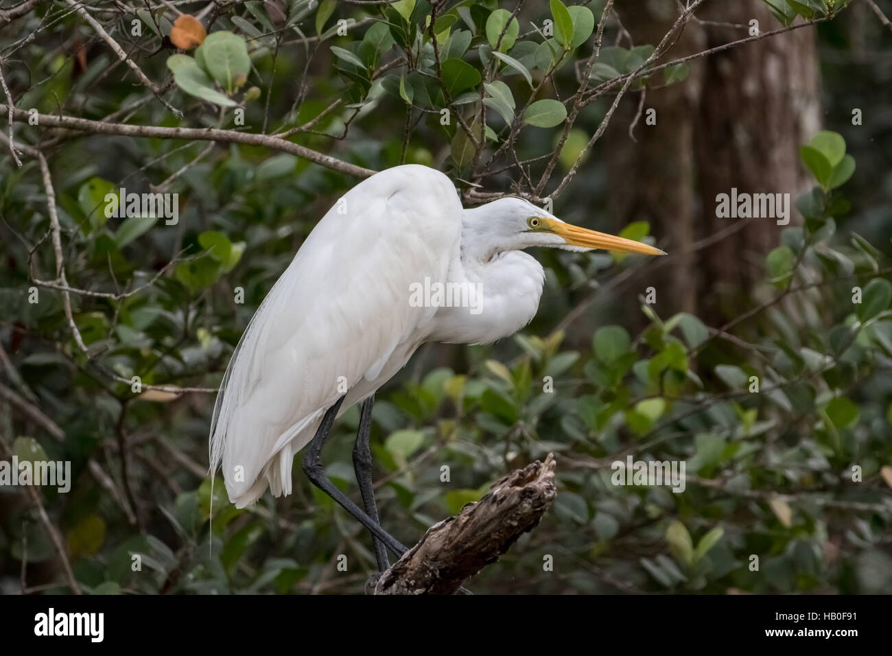 Silberreiher (Ardea Alba), Big Cypress National Preserve, Florida Stockfoto