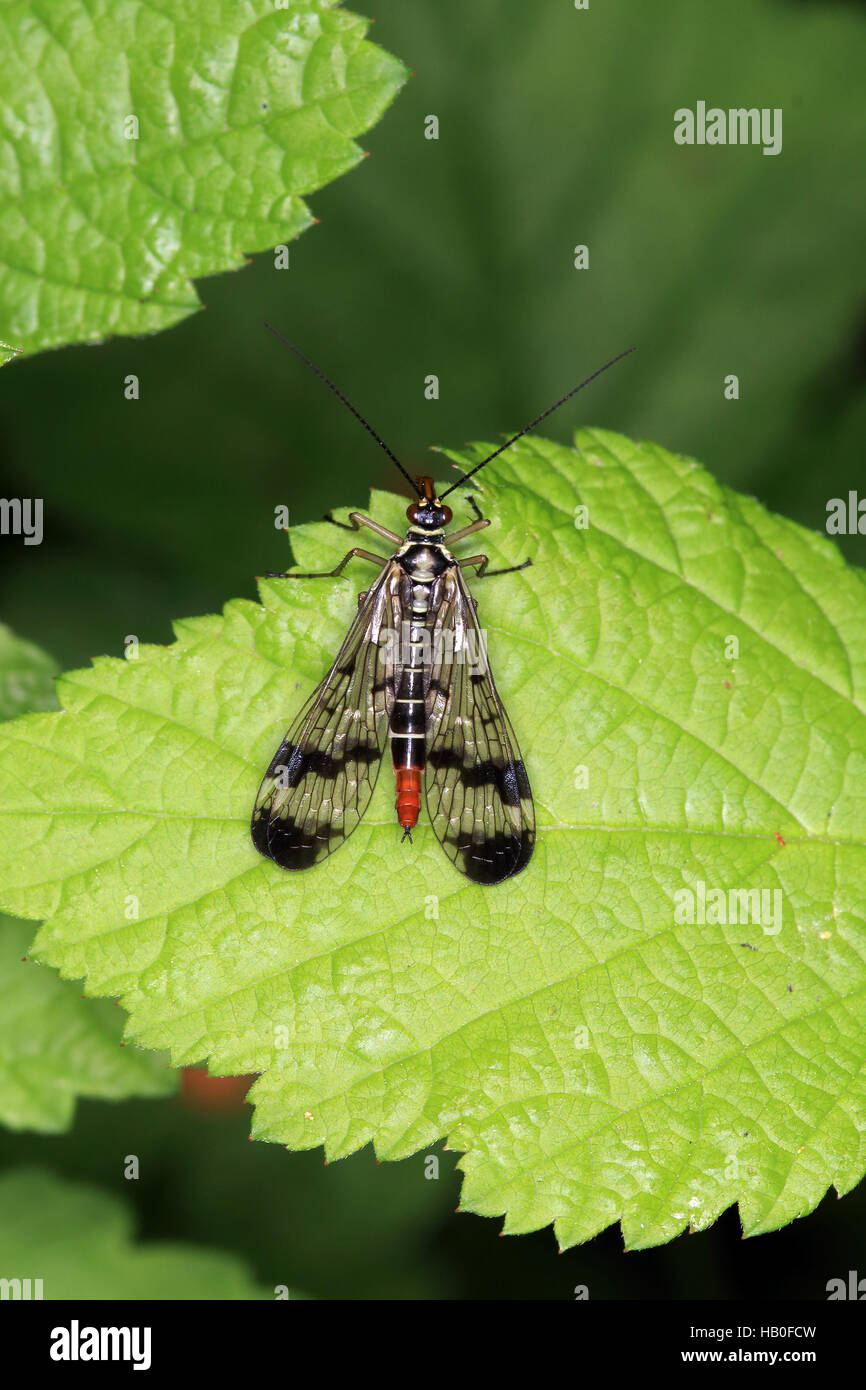 Gemeinsamen Scorpionfly, Panorpa communis Stockfoto