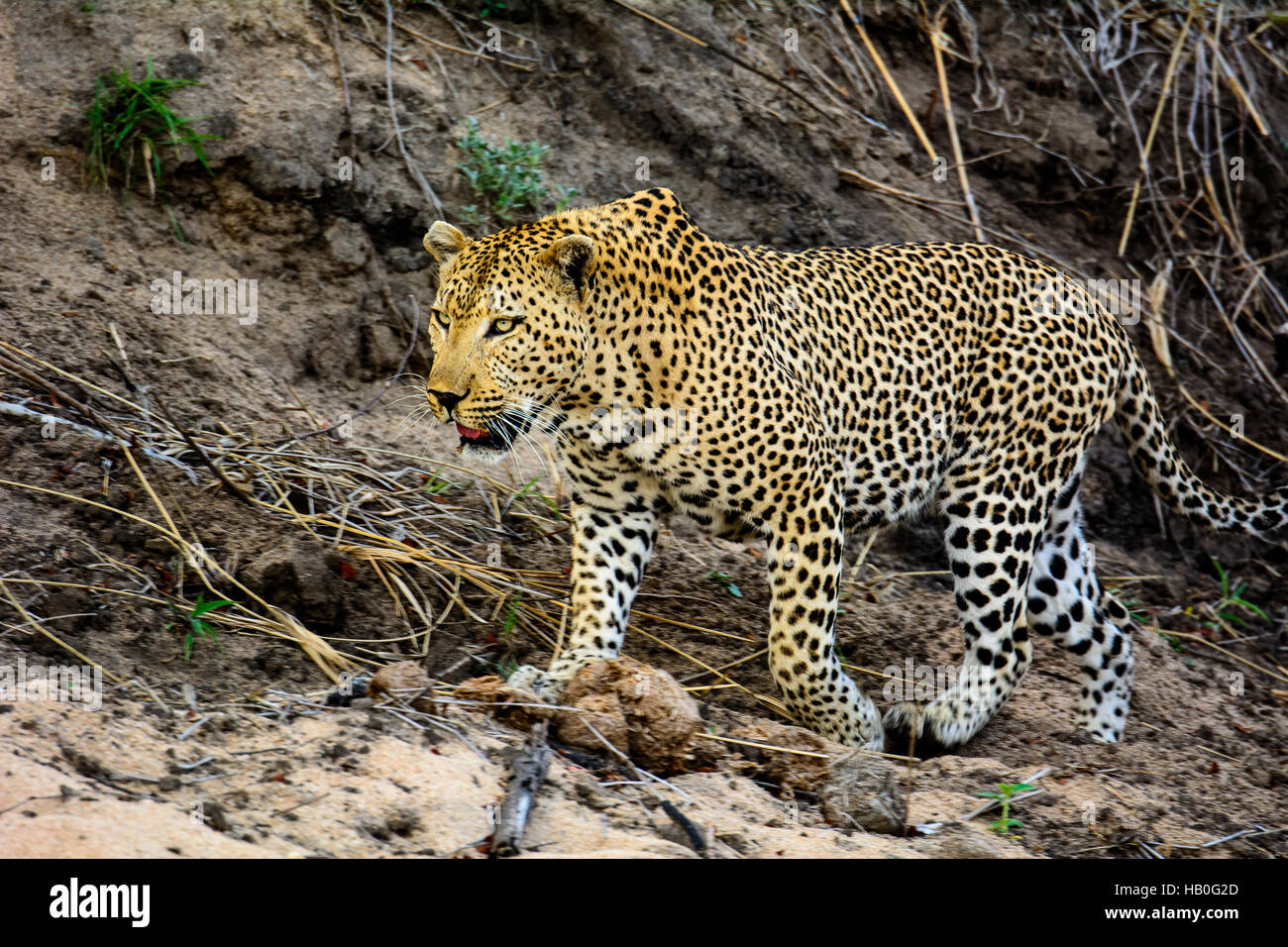 Männliche Leoparden in der Nähe von Stockfoto