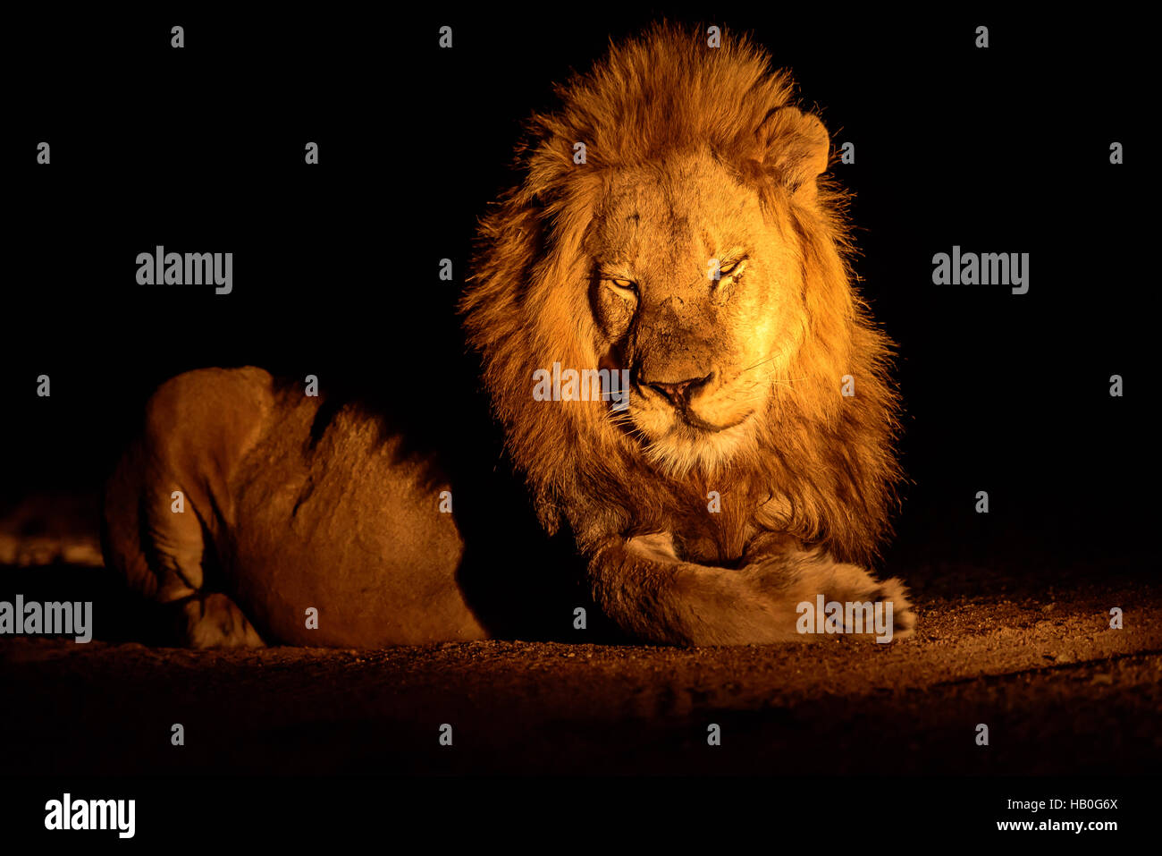 männliche Löwen in der Nacht Stockfoto