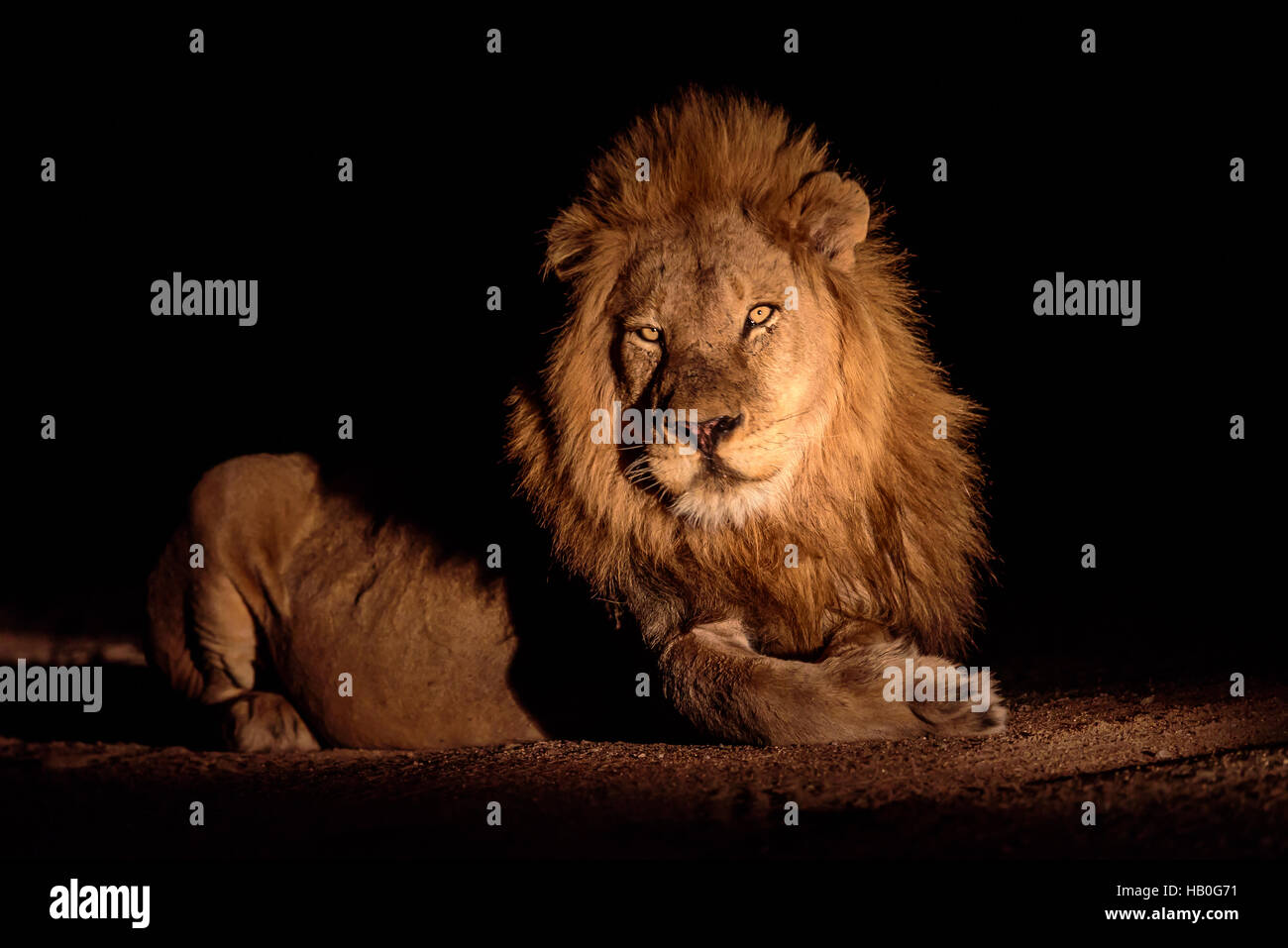 Atemberaubende männlicher Löwe Festlegung in der Abdeckung der Schwärzung Stockfoto
