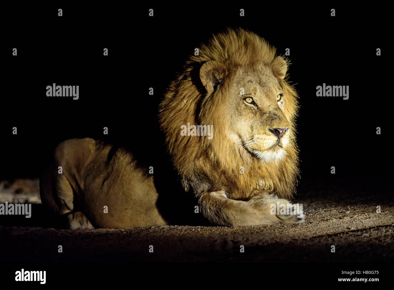 Lion Festlegung in der Dunkelheit der Nacht Stockfoto