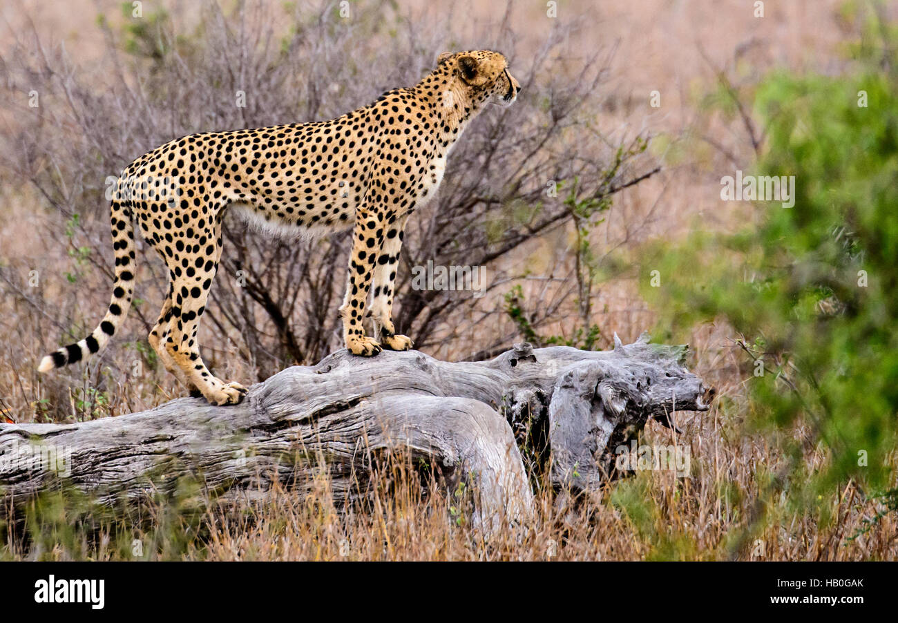 Gepard vermessen des Landes weiter von seinem Aussichtspunkt Stockfoto