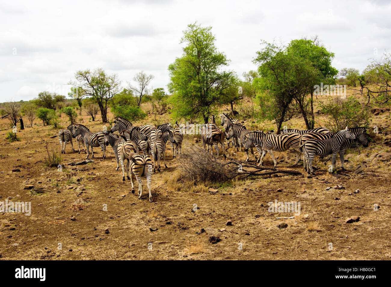Gruppe von Zebra Safari inmitten Stockfoto