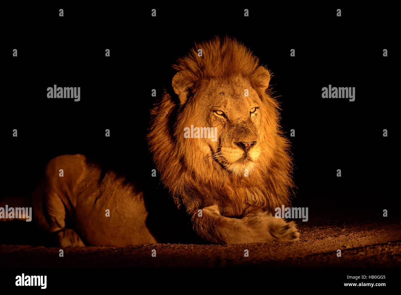 Männlicher Löwe im Busch in der Nacht Stockfoto