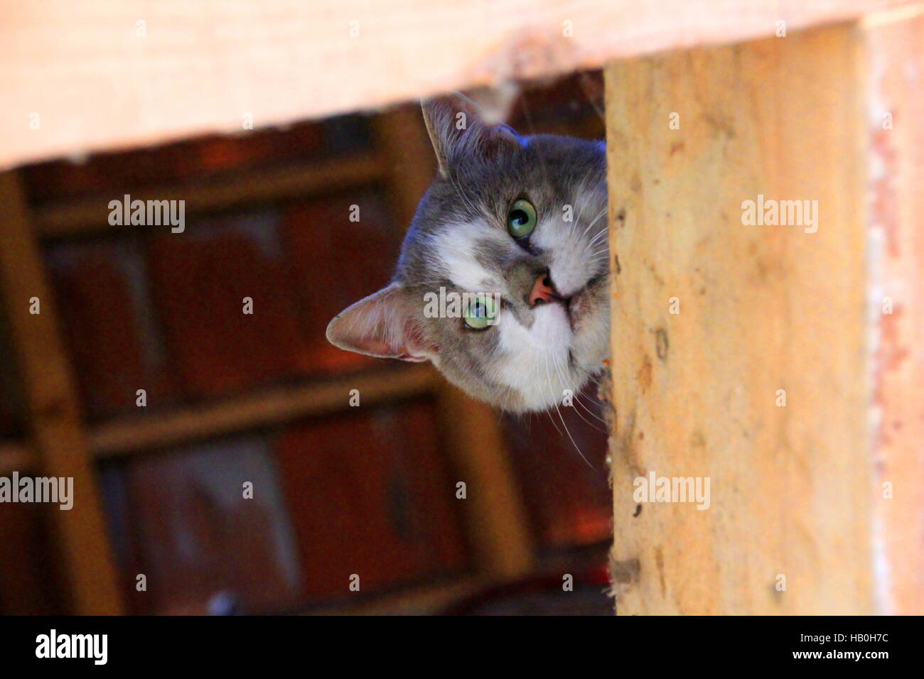 Graue Katze sucht nach unten aus einem Schuppen Stockfoto
