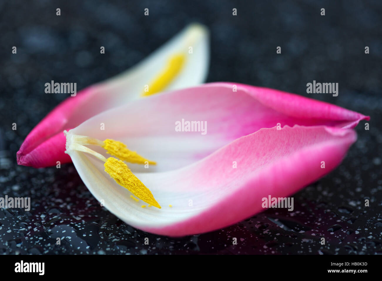 Rosa Tulpen Blütenblätter Makroaufnahme. Stockfoto