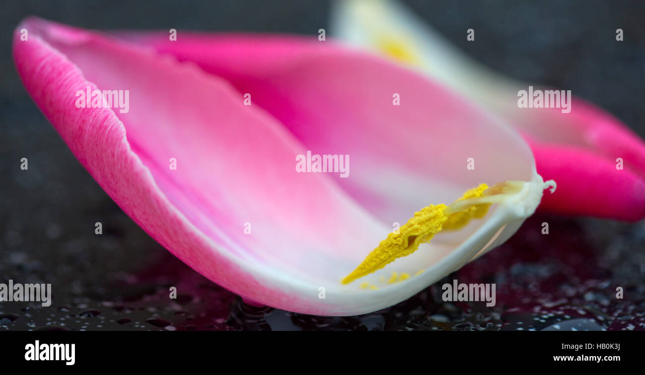 Rosa Tulpen Blütenblätter Makroaufnahme. Stockfoto