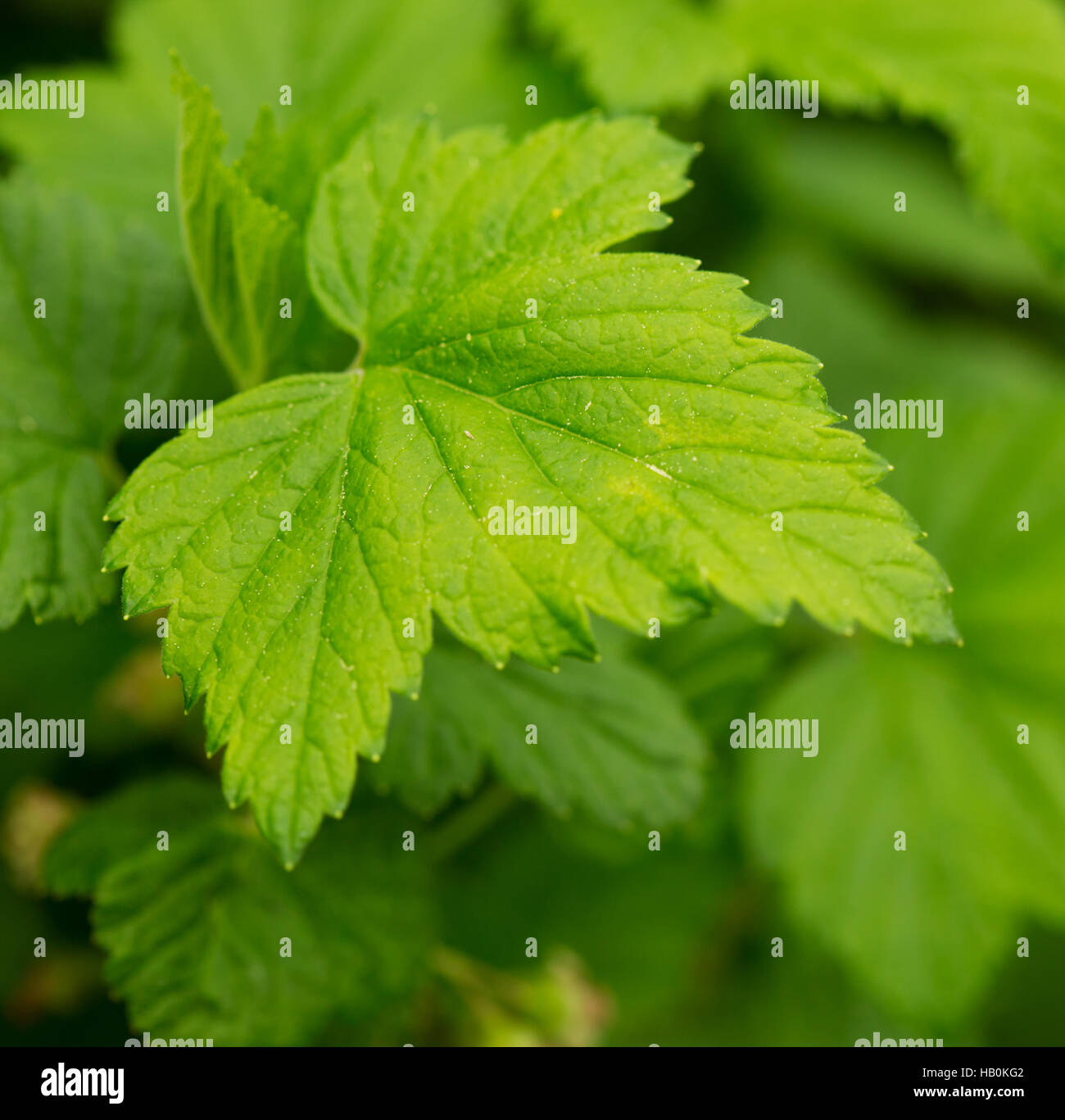 Grüne Blätter, Makroaufnahme. Stockfoto