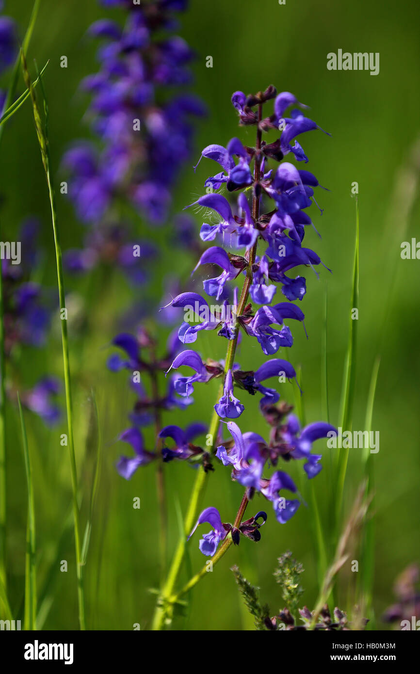 Wiesensalbei Salvia Pratensis Wiese Salbei P Stockfotos