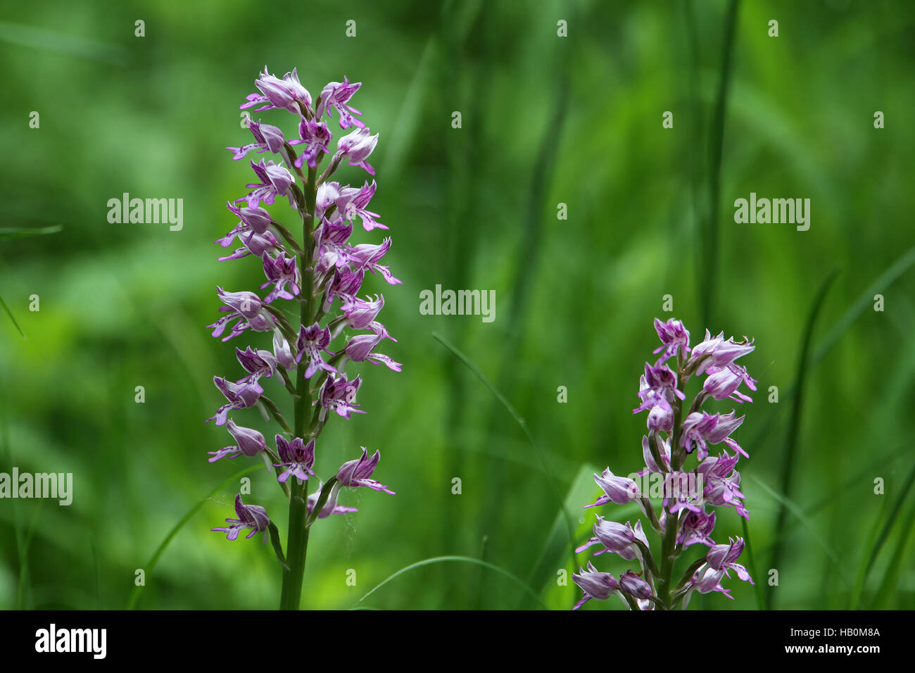 Militärische Orchidee Orchis militaris Stockfoto