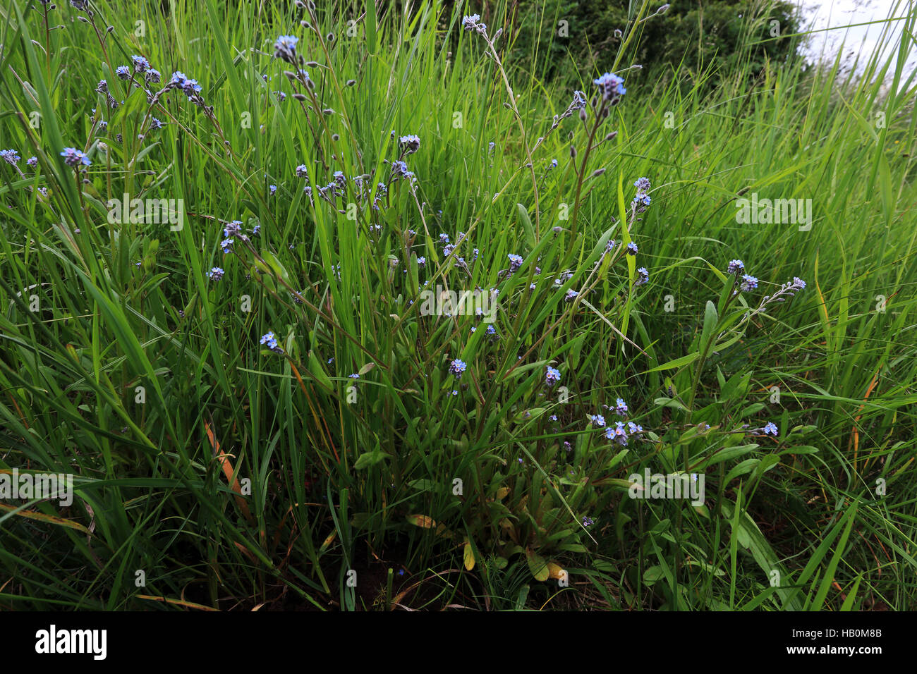 Feld-Vergissmeinnicht, Myosotis arvensis Stockfoto