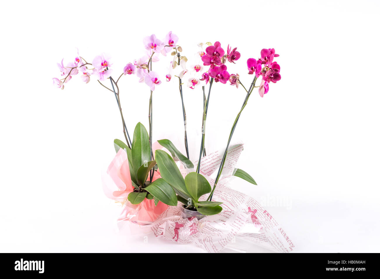 Orchideen auf weißem Hintergrund Stockfoto