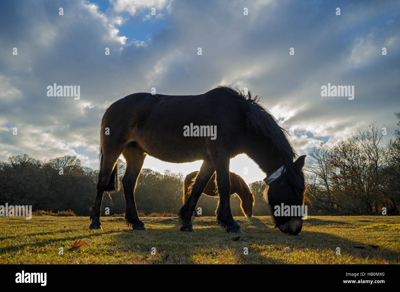 New Forest Ponys füttern in den späten Abend Sonnenschein Stockfoto