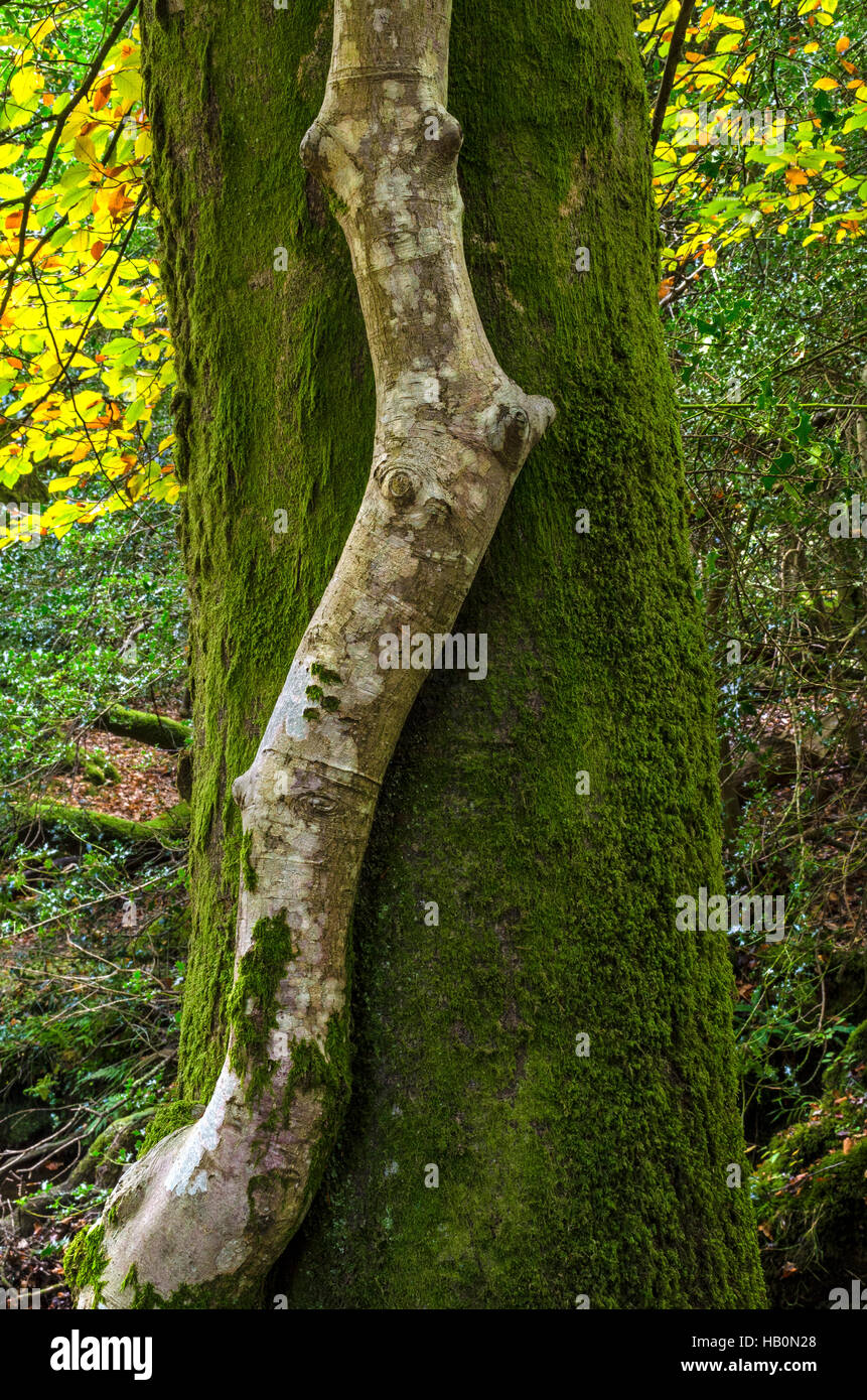 kontrastierende Baumstämme im Wald von New hampshire Stockfoto