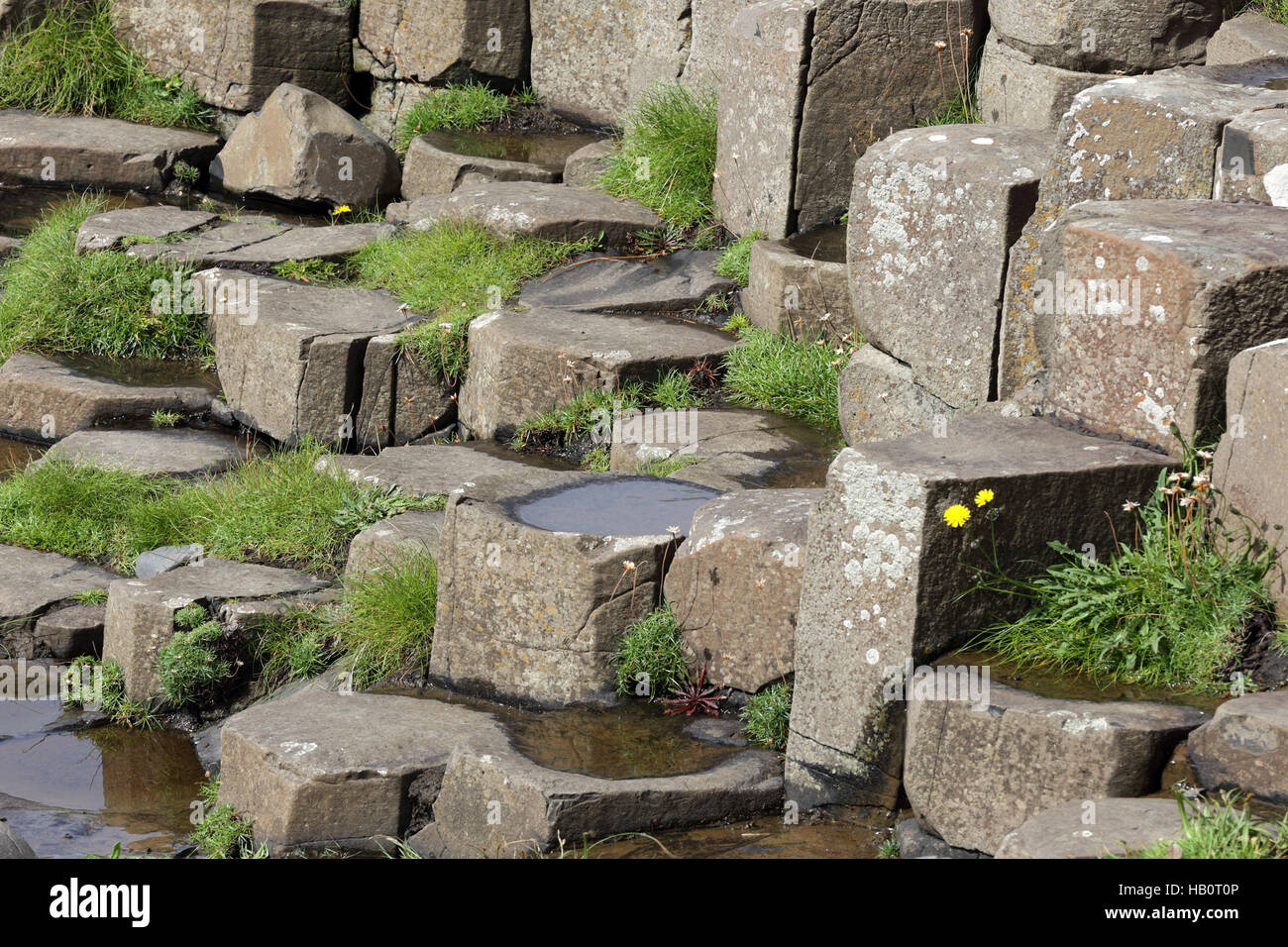 Basalt Säulen von Giant es Causeway, Ulster GB Stockfoto