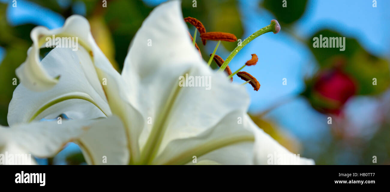 Weiße Lilie. Stockfoto