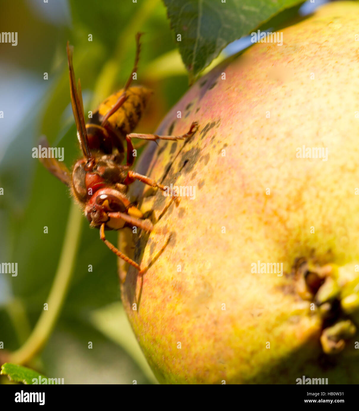 Grüne Birne und Biene. Stockfoto