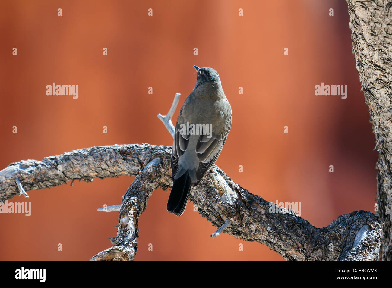 Clarks Nussknacker ruht auf toter Baum Stockfoto