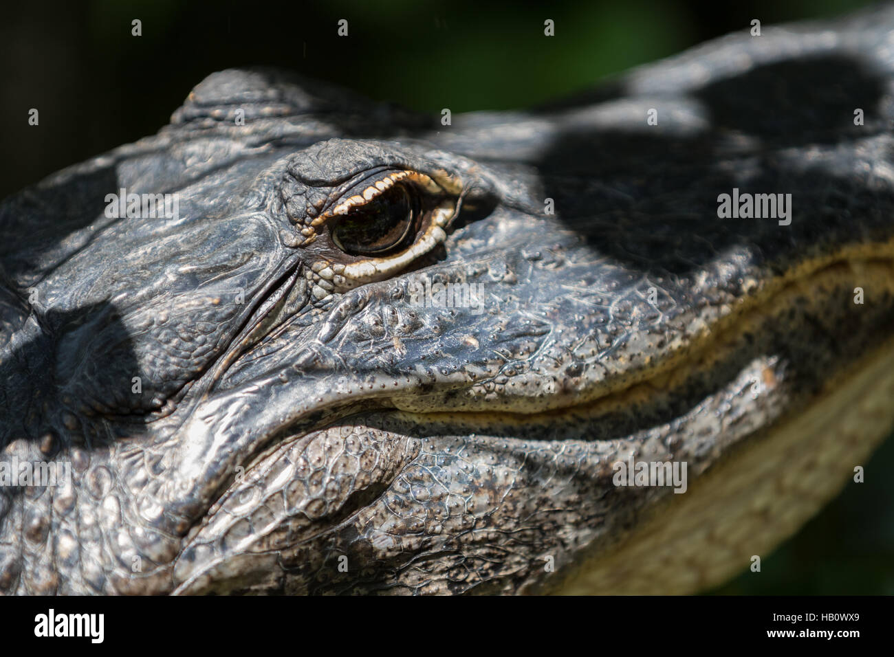 Staring, Big Cypress National Preserve, Florida Alligator (Alligator Mississippiensis) Stockfoto