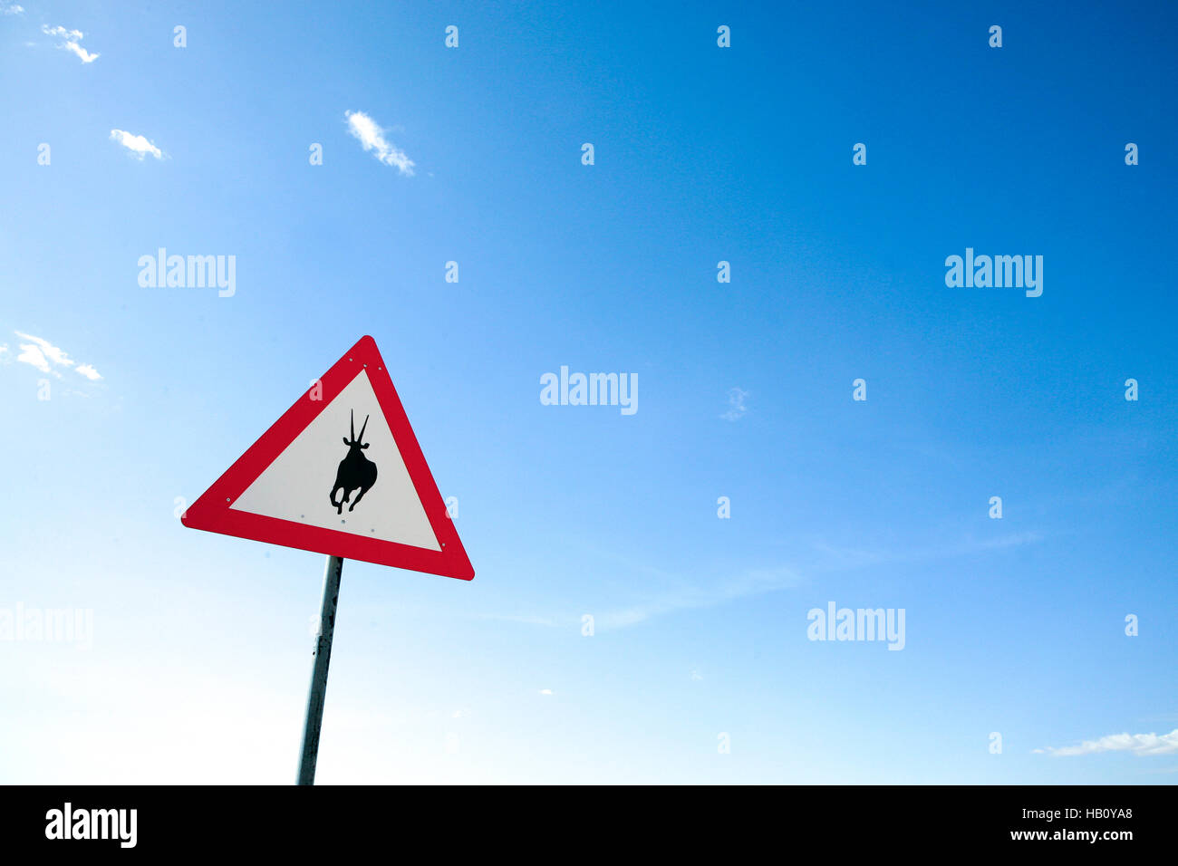 Verkehr Gefahr Springbok Kreuzung Straßenschild in Namibia, Afrika. Stockfoto