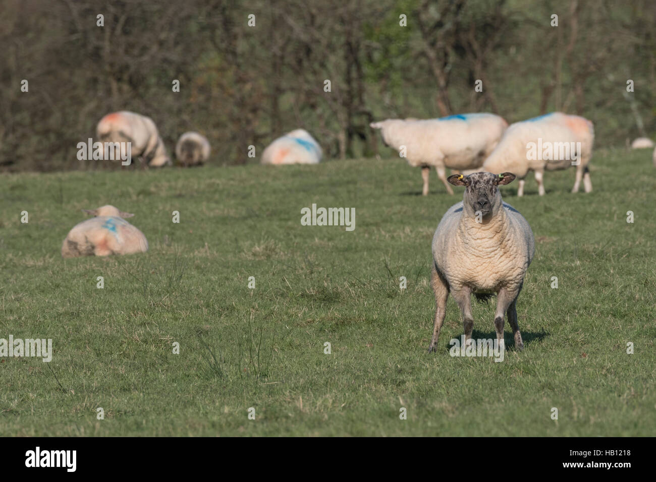 Kleines Teil einer Herde Schafe Texel-Suffolk gekreuzt. Als mögliche Metapher für Herdentrieb, Schafe, Kunden-, die Nahrungsmittel- und Herdenverhalten. Stockfoto