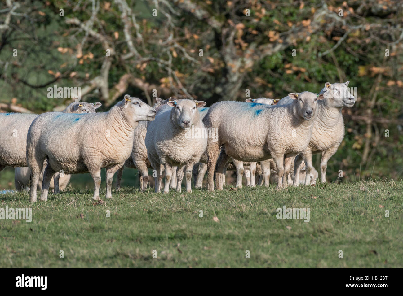 Ein schaf schlachten Fotos und Bildmaterial in hoher Auflösung Alamy
