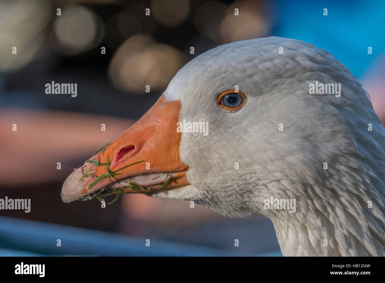 Kopf einer Gans - Metapher "Gans, die goldene Ei gelegt". Stockfoto